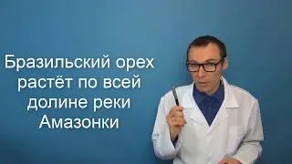 Польза и вред БРАЗИЛЬСКОГО ОРЕХА