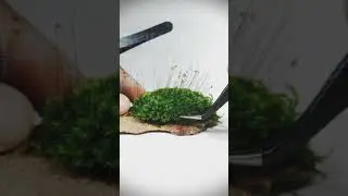 Making Moss Accent Plant | @thechrishau ,@ZhiyunTechGlobal  #HauToFilmWithZHIYUN