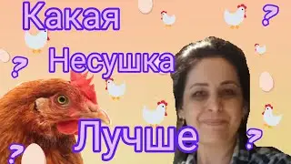 Самые яйценоские  куры. Крупные яйца 🐔🐥🐓