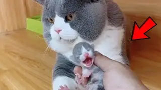 The cat saw the baby for the first time, his reaction made the whole Internet laugh!!