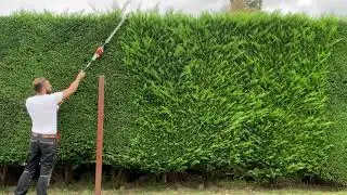 Stihl HLA 65 Leylandii hedge trim 🧡🔋💪🏼