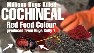 Why Red Food Colour is made by killing millions of bugs in a day ?