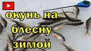 Окунь на блесну зимой