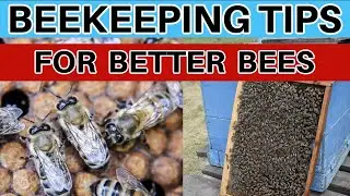 Beekeeping: Tiny Management Techniques That Make A Huge Difference