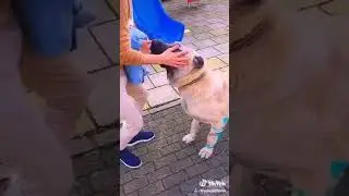 Kangal Tik Tok Videosu