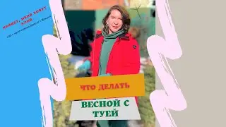 Весенний уход за туями и хвойными растениями.