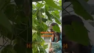Наша ГЛАВНАЯ проблема с огурцами в теплице