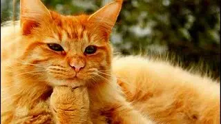 - Ну вот, бабуля, встречай, как ты и просила! -  подарили КОТА бабушке, теперь сами не рады