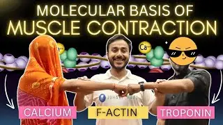 molecular basis of muscle contraction physiology  | excitation contraction coupling physiology