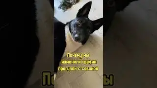 Почему мы изменили график прогулок с собакой 🐕 #питомцы #собака #щенок #dog #puppy