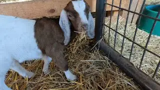 Mostly tragedy, Goat Update #20