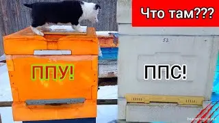 ППУ и ППС ДАВНО О НИХ МОЛЧАЛ!