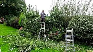 Trimming a crazy OVERGROWN Sloping HEDGE in a Stunning Location