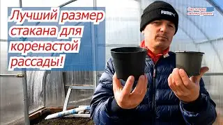 В каком размере стакана у вас вырастет крепкая рассада.