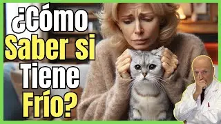🔴 ¿COMO SABER SI MI GATO TIENE FRÍO? SÍNTOMAS DE HIPOTERMIA EN GATOS 🔴