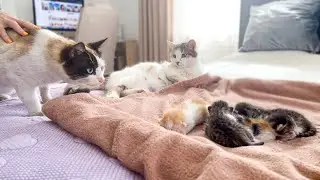 Dad Cat Meets His Baby Kittens for the First Time!