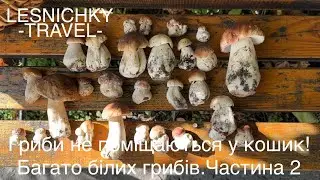 Гриби не поміщаються у кошик! Багато білих грибів￼. ￼Частина 2