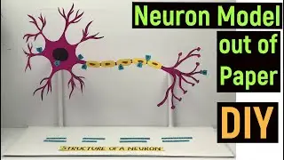 Neuron paper model for science exhibition | Easy paper model Neuron, Science project, 