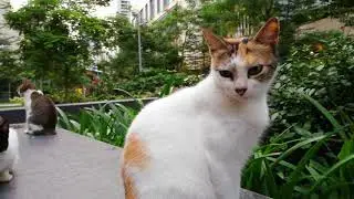 Huawei nova 2i - Pregnant Cat in the Park