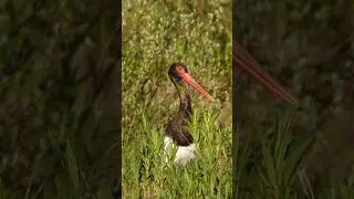 Unique and rare black stork #wildlife #birds #nature