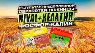 RIVAL и ХЕЛАТИН Фосфор-Калий. Результат предпосевной обработки семян озимой пшеницы.