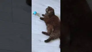 Игрушки кота #питомцы #cat