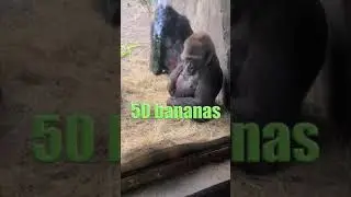 Gorilla vs Snake