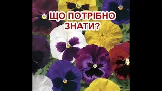 ВІОЛА.ЩО ПОТРІБНО ЗНАТИ?