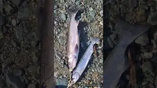 LAST DAY OF MY SEASON WAS A DANDY NOVEMBER DAY FOR A COHO SALMON LIMIT! 