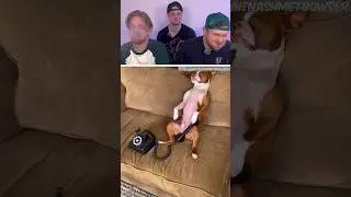 Try not to Laugh ❗ | 301 
