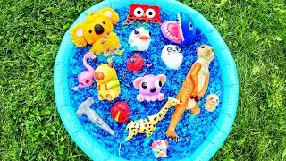 Learn Animal Names for Babies Kids with Orbeez Waterbeads: Capybara Shark Beetle Duck Frog Koala