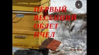 УРА! ПЕРВЫЙ ВЕСЕННИЙ ОБЛЕТ ПЧЕЛ ВЕСНОЙ. ОЧИСТИТЕЛЬНЫЙ ОБЛЁТ ПЧЁЛ.