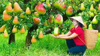 Harvest Pear & Goes To Market Sell | Harvesting And Cooking | Lý Song Ca