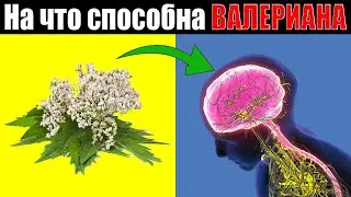 Валериана трава: польза и вред (Кратко и Понятно!) | Лекарственные растения