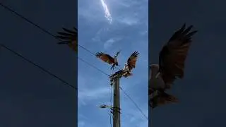 Lightning in electric pole #lightning #electricpole #eagle #shorts