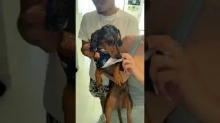THREW OUR MINI DAUCHSHUND A BIRTHDAY PARTY 😍 