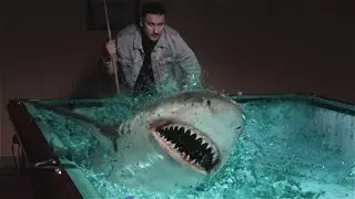 Shark in the billiard room