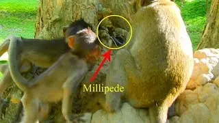 Surprise ! Maci and Maddix very scare with Millipede maybe first time to see / Monkey post