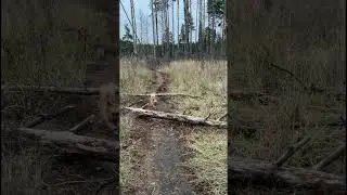 ВОЛШЕБНАЯ ОСЕНЬ, ДЕВУШКА-ЗАГАДКА и СОБАЧКА-ЛИСЁНОК.