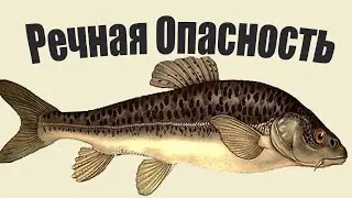 3 самые опасные речные рыбы, которых лучше обходить стороной!