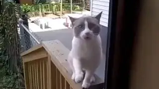 Amazing Cat Actually Talks !! Amazing !!!