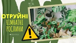 Топ 10 ОТРУЙНИХ кімнатних РОСЛИН 🌴🌿☢️ НЕБЕЗПЕЧНІ рослини🌹☘️☢️