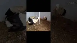 #animals