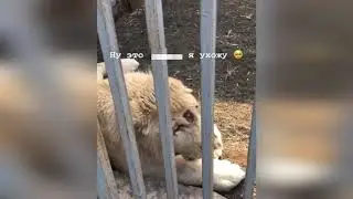 Белый лев Мариупольский зоопарк