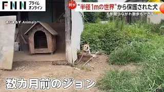 6年間鎖に繋がれた犬が解放で見せた笑顔…散歩もできず半径1メートルに一人ぼっち