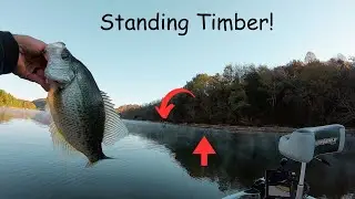 Catching CRAPPIE In STANDING TIMBER With LIVE! Minnows!!