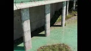 Fish swimming in shallow water.