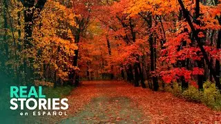 Los Bosques En Llamas De Canadá: La Crisis De Los Incendios Forestales