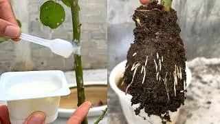 Just need a little yogurt to grow rose roots from the stem, how to extract rose branches