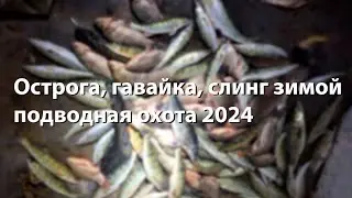 Острога, гавайка, слинг зимой Подводная охота 2024 ночная подводная охота 2024 охота с острогой 2024
